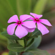 Periwinkle Flower seeds for Planting – Seasonal Bloomer, Heirloom & GMO Free Seeds for Home Garden, High Germination