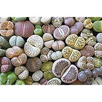 Living Stone Sempervivum Flower Seeds for Planting, Heirloom Non-GMO, High Germination