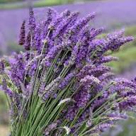 Lavender Fargo Flower Seeds for Planting – Heirloom Non-GMO High Germination Organic Garden Seeds