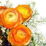 Yellow Red Ranunculus Flower Seeds for Planting | Heirloom Non-GMO High Germination Organic Garden Seeds