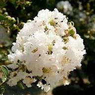 White Racemosa Flower Seeds for Planting – Heirloom, Non-GMO, High Germination Organic Garden Seeds