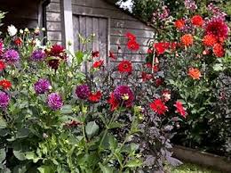 Heirloom Dahlias Flower Seeds – Non-GMO, High Germination Organic Garden Seeds