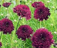 Cosmos Cranberries Flower Seeds for Planting – Heirloom, Non-GMO, High Germination Organic Garden Seeds