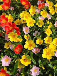 Heirloom Portulaca Grandiflora Flower Seeds – Non-GMO Wildflower Mix Organic Garden Seeds for Planting