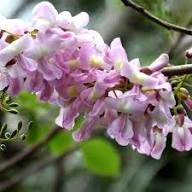 Fresh Gliricidia Maculata Madre de Cacao Flower Seeds for Planting – Heirloom, Non-GMO, High Germination
