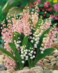 Mixed Evening-Scented Home Garden Flower Seeds for Planting – Heirloom, Non-GMO, High Germination