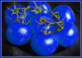 Blue Tomato Seeds for Planting - Heirloom Non-GMO Organic Garden Seeds, Rare Specialty Variety, High Germination