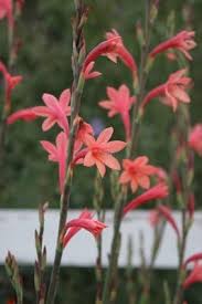 Bugle Lily Watsonia Pillansii Flower Seeds – Heirloom Non-GMO for Garden Planting