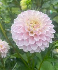 Soft Pink Dahlia Flower Seeds for Planting – Heirloom, Non-GMO, High Germination Garden Seeds