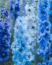 Light Sky Blue Gladiolus Flower Seeds for Planting – Heirloom, Non-GMO, High Germination