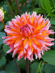 Orange Pink Dahlia Flower Seeds for Planting – Compact Growth, Heirloom, Non-GMO, High Germination Organic Garden Seeds