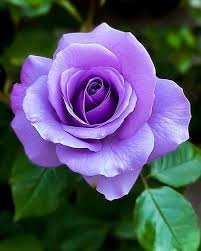 Light Violet Rose Flower Seeds for Planting – Heirloom, Non-GMO, High Germination