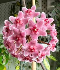 Pink Hoya Carnosa Flower Seeds for Planting – Heirloom, Non-GMO, High Germination Organic Garden Seeds