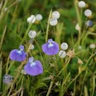 Blue Bladderwort Flower seeds for Planting - Low Maintenance, Heirloom & GMO Free Seeds for Home Garden, Non-GMO