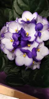 Violet White Saintpaulia Flower Seeds for Planting – Heirloom Non-GMO High Germination Organic Garden Seeds