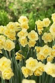 Lime Yellow Double Petals Narcissus Flower Seeds for Planting – Heirloom Non-GMO High Germination