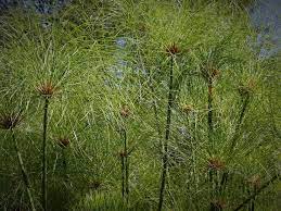 Green Papyrus Reed flower seeds for planting - Heirloom & Non-GMO Garden seeds