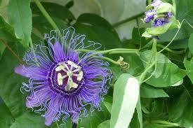 Violet Passion Flower Seeds for Planting – Heirloom, Non-GMO, High Germination Organic Garden Seeds