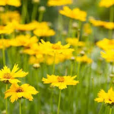 Heirloom Non-GMO Colorado Perennial Flower Seeds for Planting – High Germination Organic Garden Seeds