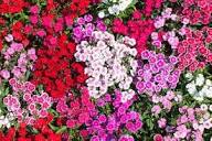 Heirloom Dianthus Flower Seeds – Non-GMO, High Germination Organic Garden Seeds