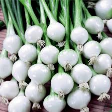 White Onion Seeds for Planting – Heirloom Non-GMO Organic Garden Seeds with High Germination for Crisp, High-Yield Harvests