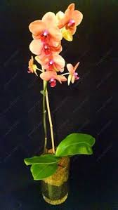 Phalaenopsis Orchid Flower Seeds for Planting – Heirloom, Non-GMO Colorful Display, High Germination Seeds