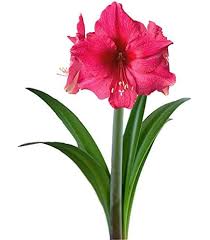 Pink Echte Amaryllis Flower Seeds for Planting - Perfect for Borders, Heirloom &amp; GMO Free Seeds for Home Garden Non-GMO
