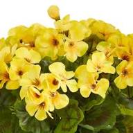Yellow Geranium Flower Seeds for Planting – Heirloom, Non-GMO, High Germination Organic Garden Seeds