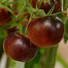 Chocolate Sprinkles Hybrid Grape Tomato Seeds – Heirloom Non-GMO Sweet Snack Variety – High Germination Organic Garden Seeds