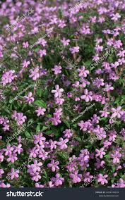 Serpyllum Violet Creeping Thyme Seeds – Heirloom Non-GMO Organic Ground Cover Seeds for Planting