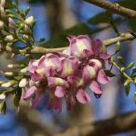 Fresh Gliricidia Maculata Madre de Cacao Flower Seeds for Planting – Heirloom, Non-GMO, High Germination