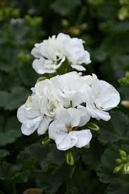 White Geranium Flower Seeds for Planting – Heirloom, Non-GMO, High Germination Organic Garden Seeds