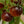 Big Tomato Vegetable Seeds for Planting – Heirloom Non-GMO Brown-Skinned Variety – High Germination Organic Garden Seeds