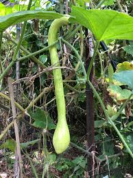 Trombocino Vegetable Seeds for Planting – Heirloom & Non-GMO, High Germination Organic Seeds for Grilling-Ready Elongated Squash