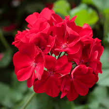 Red Geranium Flower Seeds for Planting – Heirloom, Non-GMO, High Germination Organic Garden Seeds