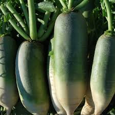 Radish Seeds for Planting Green White – Heirloom, Non-GMO, Dual-Color Crunch – Organic Garden Seeds