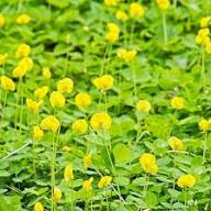 organic peanut seeds for planting Peanut Flower Seeds for Planting – Heirloom Non-GMO Seeds, High Germin – Earthechoseeds