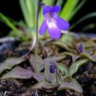 Butterwort Flower Seeds for Planting - Heirloom, Non-GMO, Pollinator Friendly Organic Garden Seeds