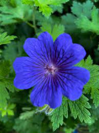 Dark Blue Geranium Pelargonium Flower Seeds for Planting – Heirloom, Non-GMO, High Germination Organic Garden Seeds