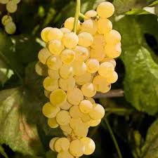 Yellow Grapefruit fruit seeds for planting - Heirloom & Non-GMO Garden seeds