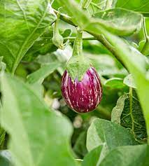 Mint Vegetable Seeds for Planting – Heirloom, Non-GMO, Aromatic Herb Garden – Organic Garden Seeds