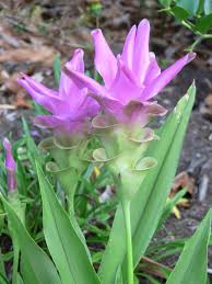 Light Purple Alismatifolia Flower Seeds for Planting – Heirloom, Non-GMO, High Germination Organic Garden Seeds