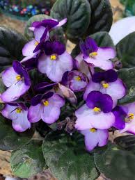 Violet White Saintpaulia Flower Seeds for Planting – Heirloom Non-GMO High Germination Organic Garden Seeds