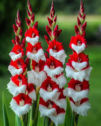 Red White Gladiolus Flower Seeds for Planting – Heirloom, Non-GMO, High Germination Organic Garden Seeds