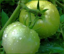 Green Tomato Seeds for Planting - Heirloom Non-GMO Organic Garden Seeds, High Germination, Crisp Unripe-Style Flavor