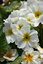 White Primula Autumn Flower Seeds for Planting - Heirloom, Non-GMO, Low Maintenance Garden Seeds
