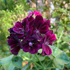 Purple Climbing Geranium Flower Seeds for Planting – Heirloom, Non-GMO, High Germination Organic Garden Seeds