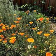 Cali Flower Seeds for Planting – Wildflower Mix, Heirloom, Non-GMO, Organic Garden Seeds