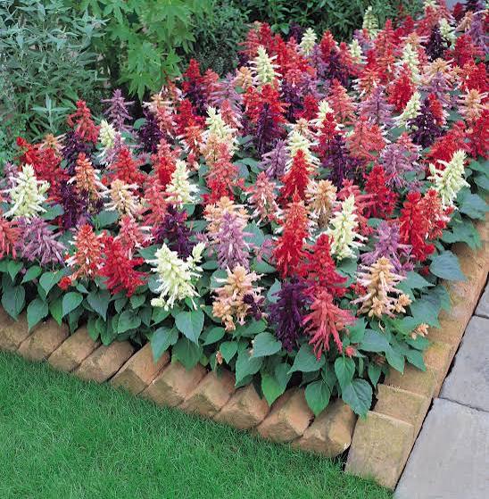 Salvia Splendens Flower Seeds 