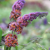 Blue Buddleia Butterfly Bush Flower Seeds for Planting | Heirloom Non-GMO High Germination